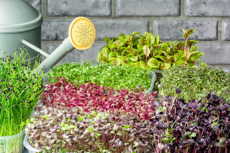 Vegetable Verbiage: Soil Sprouts vs Microgreens